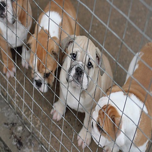 Lawsuit Filed Against Fraudulent Puppy Traffickers Stayed As To Three Of The Four Defendants