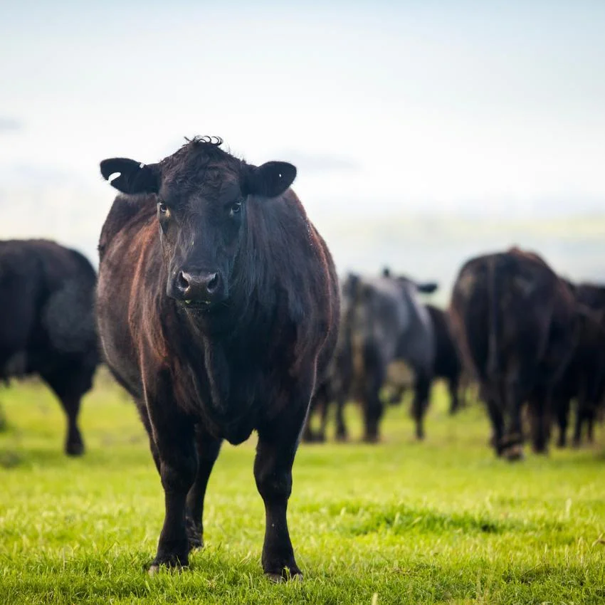Cattle Beef