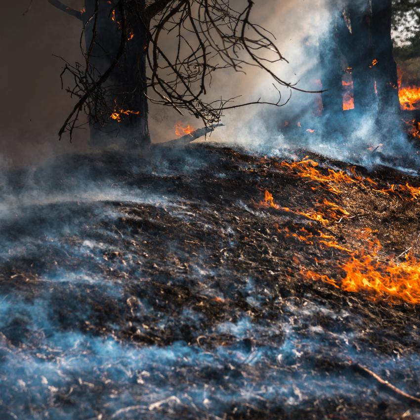 Wildfire Litigation